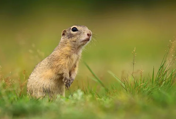 Esquilo de chão peludo bonito — Fotografia de Stock