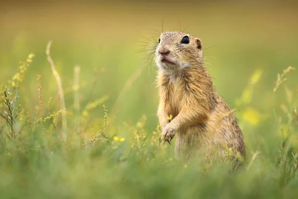 Écureuil terrestre dans l'herbe — Photo