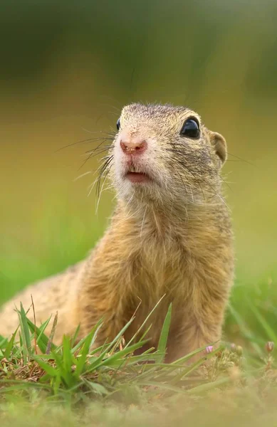 Portrait d'écureuil terrestre — Photo