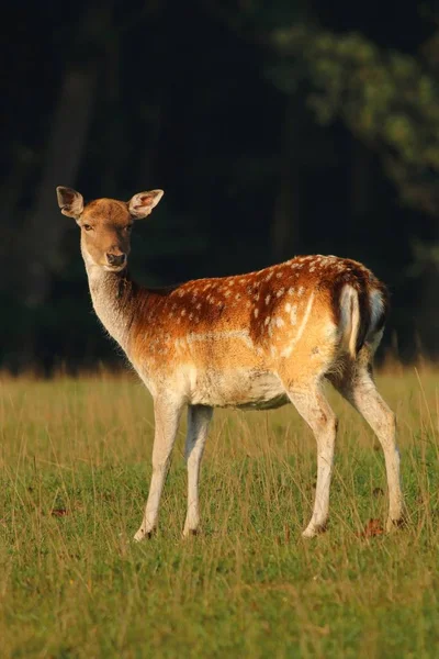 Fallow deer female