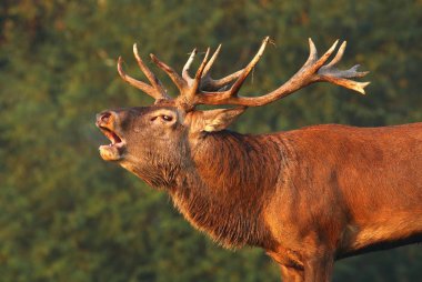 Kötü durumda olan tek kükreyen görkemli geyik