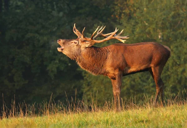 Majestueux Cerf Ornière — Photo