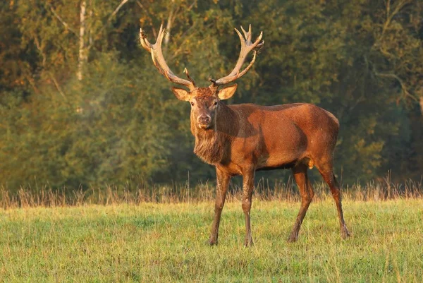 Cervo Maschio Maestoso Cervus Elaphus — Foto Stock