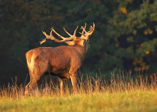 Majestueux Cerf Ornière — Photo