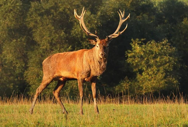 Mannlig Majestetisk Hjort Cervus Elaphus – stockfoto