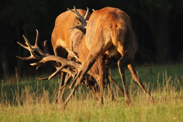 Szarvas Hímek Rut Harci — Stock Fotó