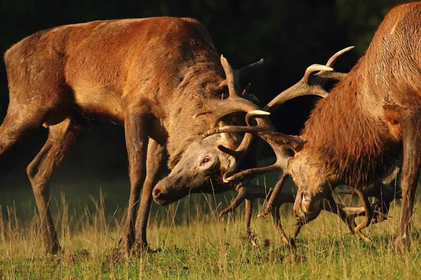 Hirsch Männchen Trab Kampf — Stockfoto