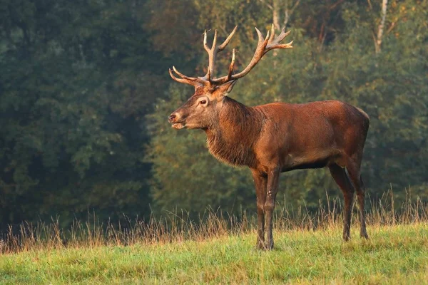 Cerf Majestueux Mâle Cervus Elaphus — Photo