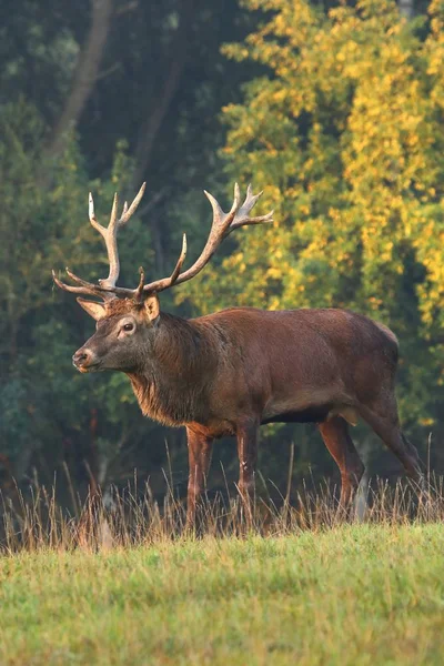 Majestueuze Herten Mannelijke Cervus Elaphus — Stockfoto