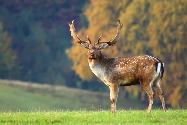 Ciervo Poca Profundidad Otoño — Foto de Stock