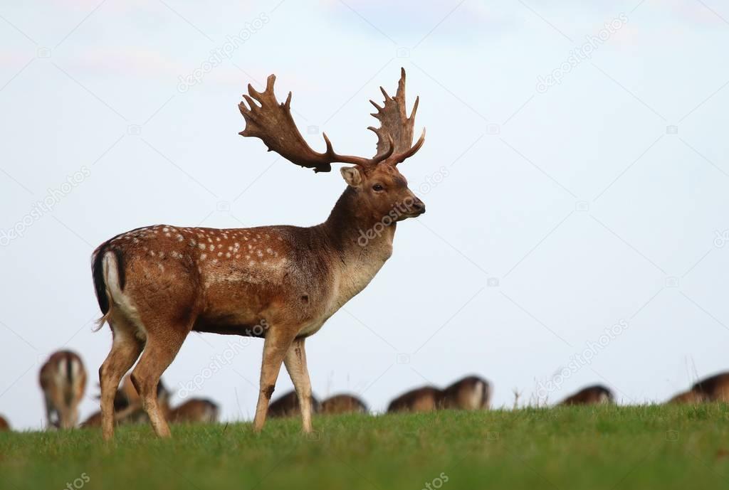 Majestic fallow deer on pasture