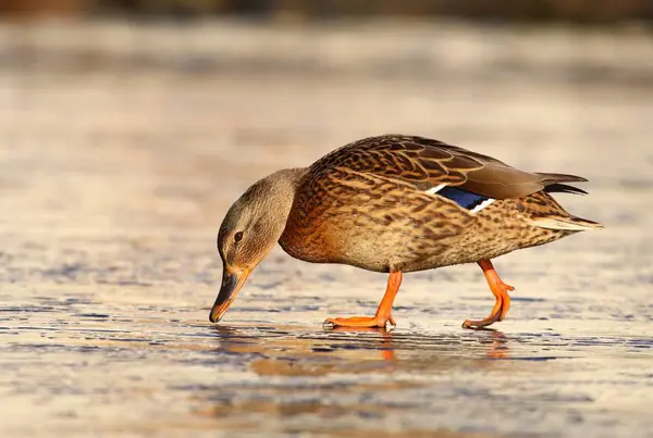 Pato Salvaje Macho Hielo Caminando —  Fotos de Stock