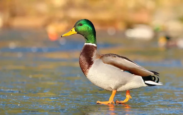 Canard Sauvage Mâle Sur Glace Marche — Photo