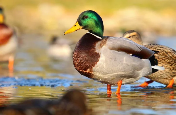 Pato Salvaje Macho Hielo Caminando — Foto de Stock