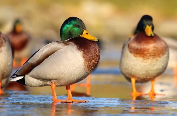 Pato Salvaje Macho Hielo Caminando — Foto de Stock