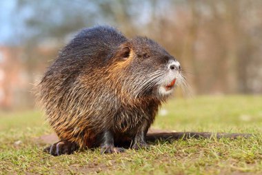 Yetişkin kıllı nehir coypu