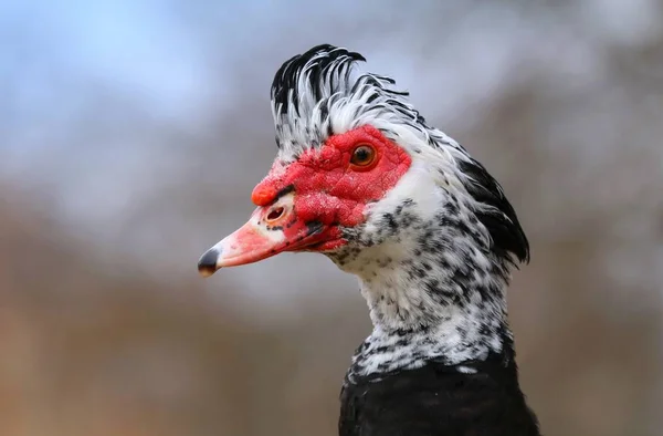 Čínská Kachna Mužský Portrét — Stock fotografie