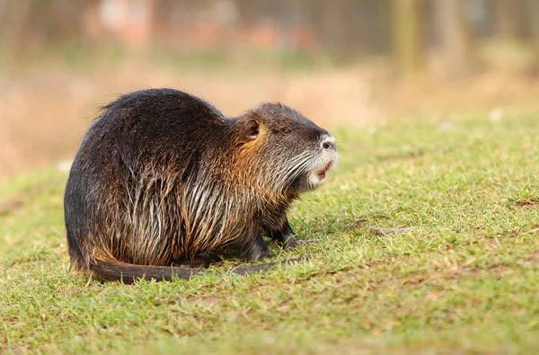 Volwassen Wilde Rivier Beverrat — Stockfoto