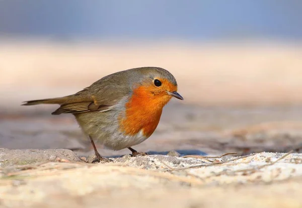 Mooie Redbreast Robin Erithacus Rubecula — Stockfoto