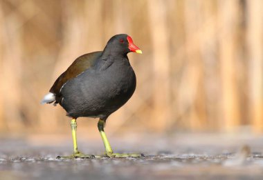 Su kuşu Gallinula chloropus kışın