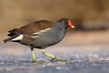 Su kuşu Gallinula chloropus kışın