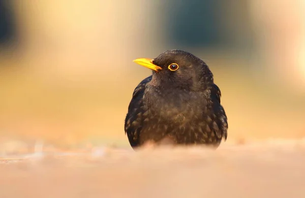 Blackbird Turdus Kos Muž — Stock fotografie