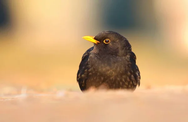 Blackbird Turdus Merula Male — Stock Photo, Image