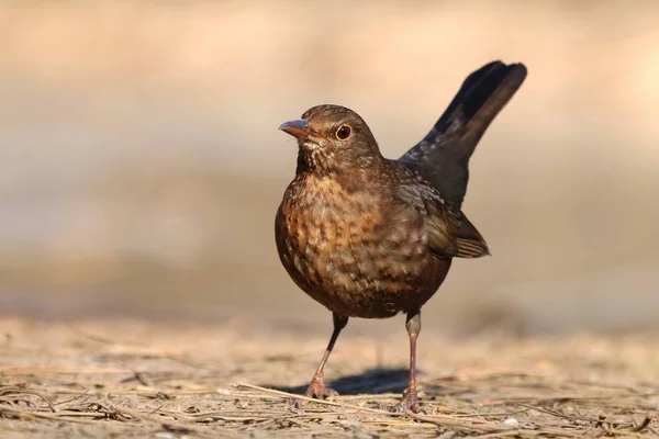 Blackbird Turdus Merula — стоковое фото