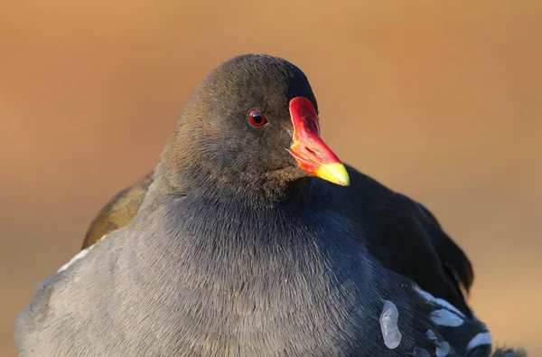 겨울에 Gallinula Chloropus — 스톡 사진