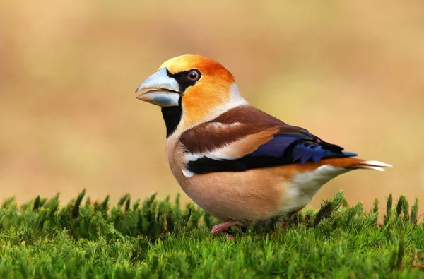 Grosbeak Male Coccothraustes Coccothraustes — Stock Photo, Image