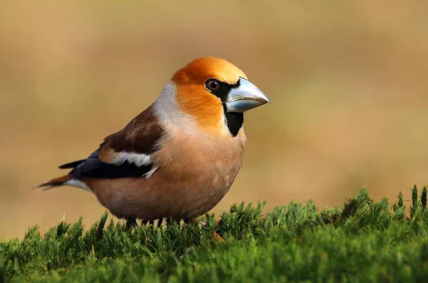 Grosbeak Male Coccothraustes Coccothraustes — Stock Photo, Image