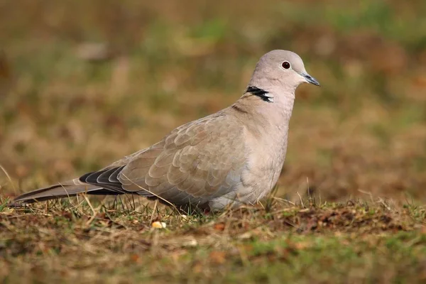 Garden Turtle Dove Streptopelia Decaocto — Stock Photo, Image