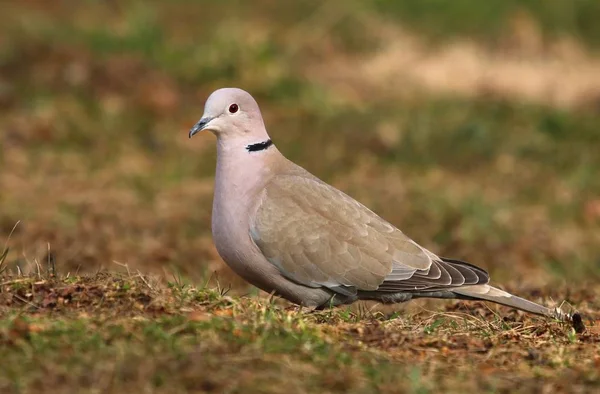 Bahçe Kaplumbağa Dove Streptopelia Decaocto — Stok fotoğraf