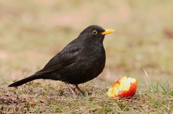 Blackbird Europejskiej Turdus Merula — Zdjęcie stockowe