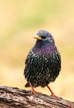 Güzel sığırcık Sturnus vulgaris