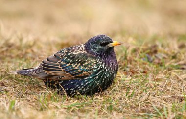 Güzel sığırcık Sturnus vulgaris