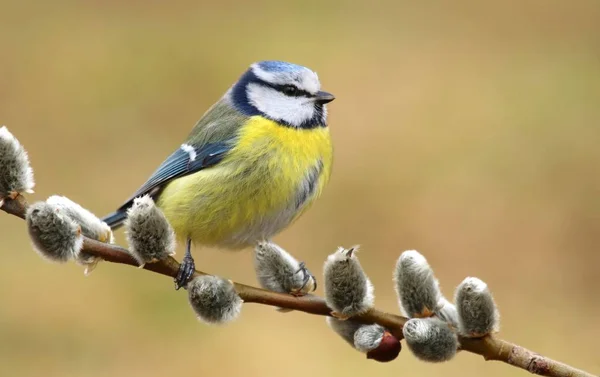 Gyönyörű Kék Cinege Parus Caeruleus — Stock Fotó