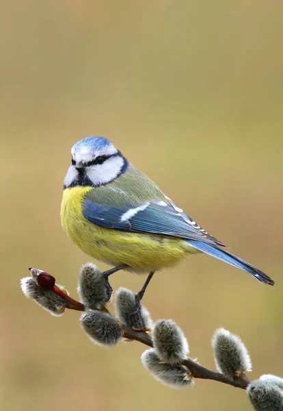Beautiful Blue Tit Parus Caeruleus — Stock Photo, Image