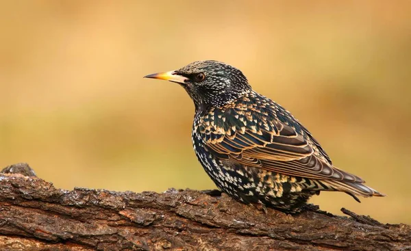 Szpak Piękne Sturnus Vulgaris — Zdjęcie stockowe