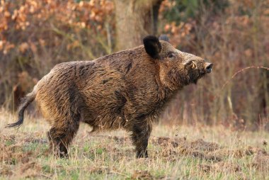 Yetişkin yaban domuzu Sus scrofa