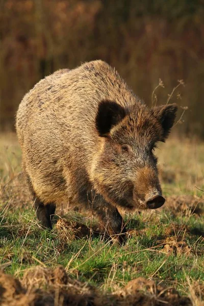 Adult Wild Boar Sus Scrofa — Stock Photo, Image