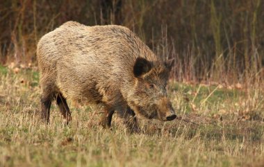Yetişkin yaban domuzu Sus scrofa
