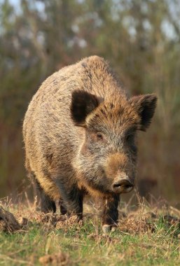 Yetişkin yaban domuzu Sus scrofa