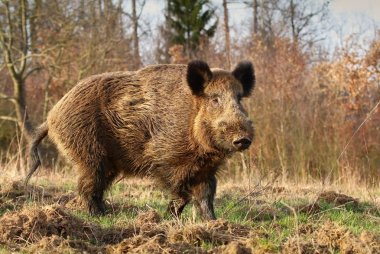 Yetişkin yaban domuzu Sus scrofa