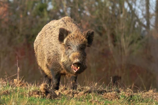 Yetişkin Yaban Domuzu Sus Scrofa — Stok fotoğraf