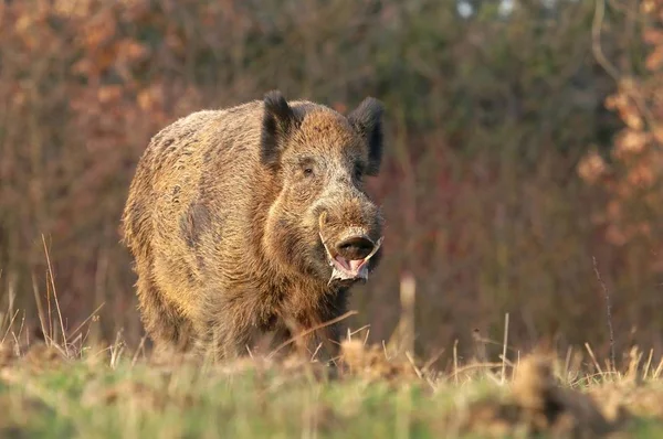 Dla Dorosłych Dzika Sus Scrofa — Zdjęcie stockowe