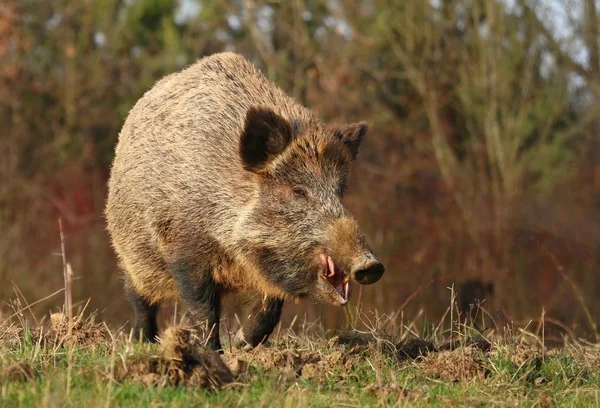 Volwassen Wilde Zwijnen Sus Scrofa — Stockfoto