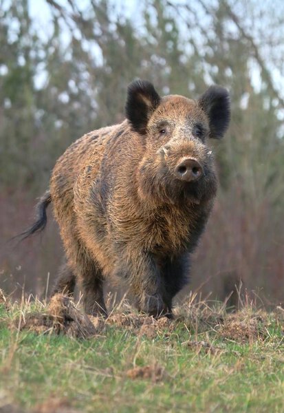 Взрослый кабан Sus scrofa
