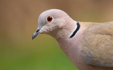 Bahçe kaplumbağa dove Streptopelia decaocto