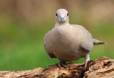 Bahçe kaplumbağa dove Streptopelia decaocto